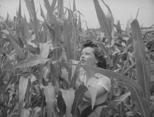Women detasseling corn