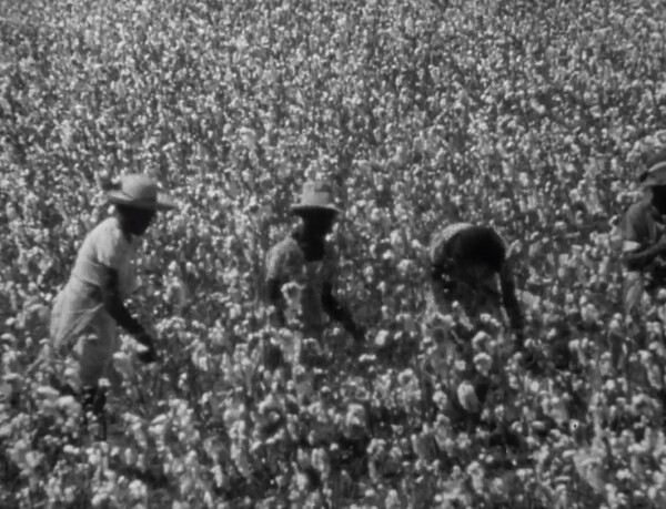 African American women harvesting cotton