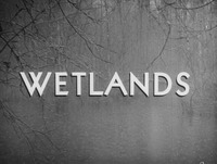 Wetlands.jpg