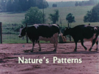 Nature's Patterns (Finding Patterns)