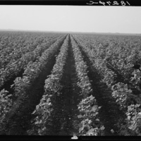 Lange, D., photographer. (1938) The Black Wax area of Texas is the outstanding cotton producing section of the western cotton belt. Near Georgetown, Texas. Williamson County Georgetown United States Texas, 1938. June. [Photograph] Retrieved from the Library of Congress, Farm Security Administration - Office of War Information Photograph Collection (Library of Congress) https://www.loc.gov/item/2017770656/.  