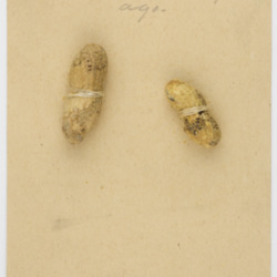 Peanuts used by Riley in performances of his story “Object Lesson.” 