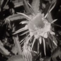 Home Movie: Shots of Flowers, circa 1929 [Kodacolor film]