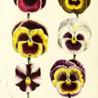 Flower images